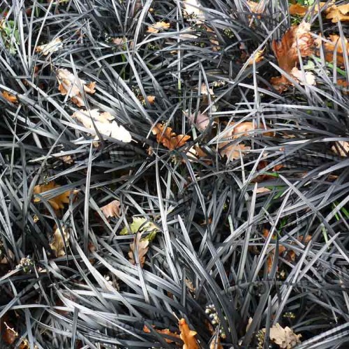 Ornamental Grass Miscanthus strictus | ScotPlants Direct